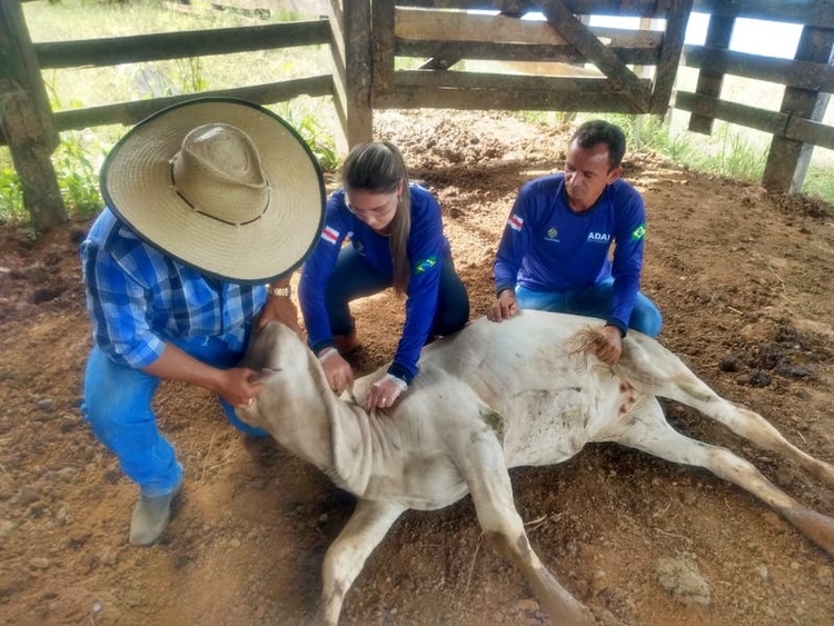 Veterinários têm até dia 30 para se inscrever - Foto: Divulgação/Adaf