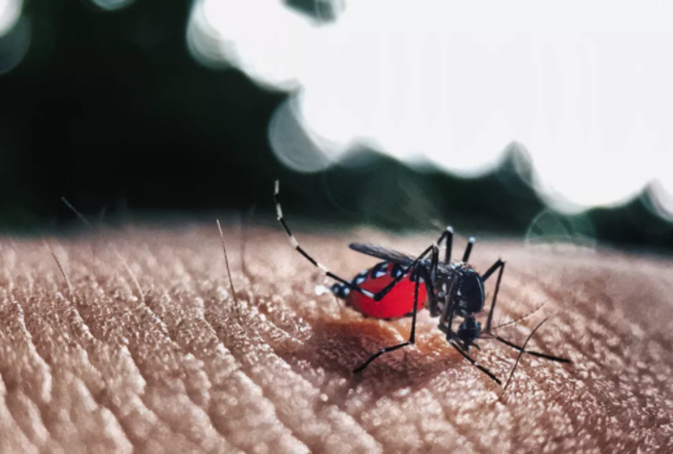 Foto: Reprodução / Pixabay