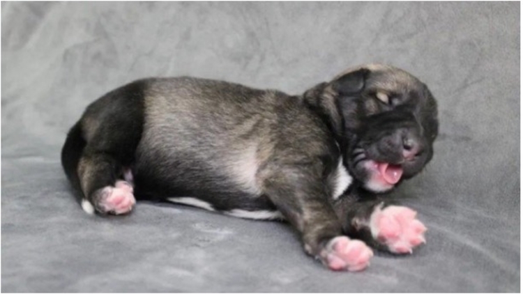 Foto: Reprodução/Twitter