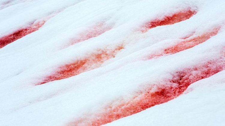 Foto: Algas podem produzir uma coloração rosa suave na neve, enquanto em outros pode ser vermelho sangue  /  Foto de  Ashley Cooper Pics e Alamy