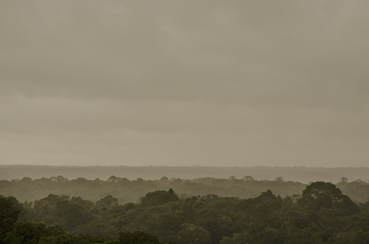 Foto: Pixabay/Floresta amazônica não está mais armazenando carbono para nosso planeta, aponta novo estudo. Em vez disso, está contribuindo para o aquecimento.