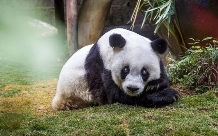 Panda mais idoso (Foto: Getty Images)