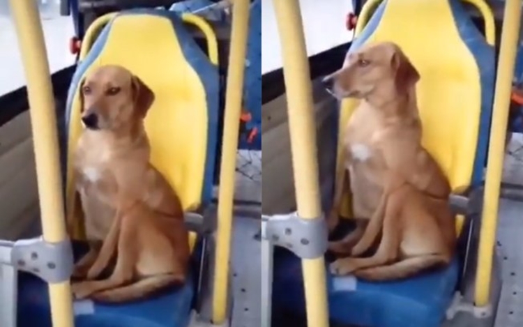 Cachorro sozinho no ônibus (Foto: Reprodução)