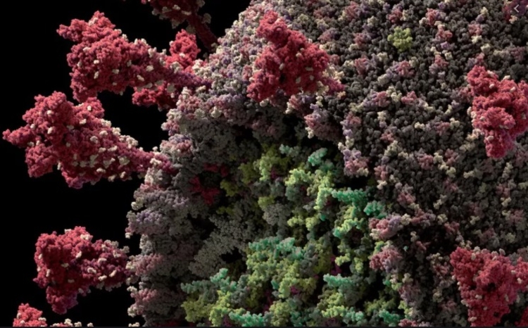 Os pesquisadores usaram dados do programa de testagem do governo dinamarquês e todos os envolvidos no estudo passaram por testes RT-PCR - Divulgação