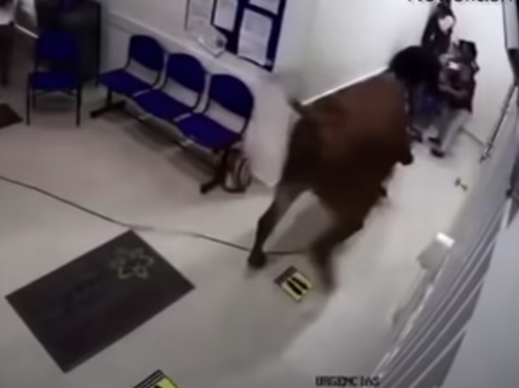 Vídeo: Vaca furiosa invade hospital e ataca pacientes - Foto: Reprodução
