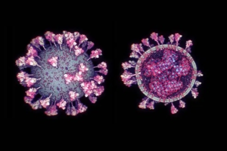 Mutações do coronavírus - Imagem: Kaust/Ivan Viola/Divulgação