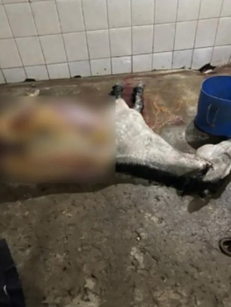 Abatedouro vendia carne de cavalo como de boi em MG - 18/05/2022 -  Cotidiano - Folha
