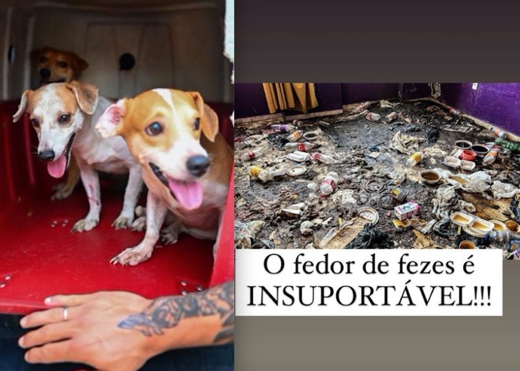 Cães são resgatados em situação de maus-tratos no Centro - Imagens: Reprodução/Joana D'Arc