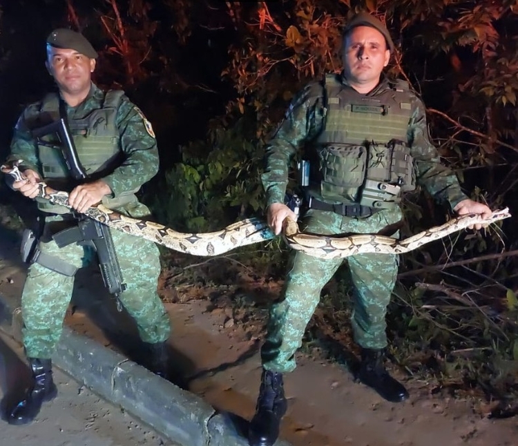 Cobra foi capturada pelo Batalhão Ambiental - Foto: Divulgação
