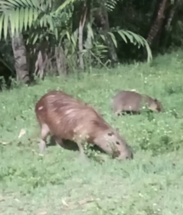 Foto: Reprodução/ Redes sociais