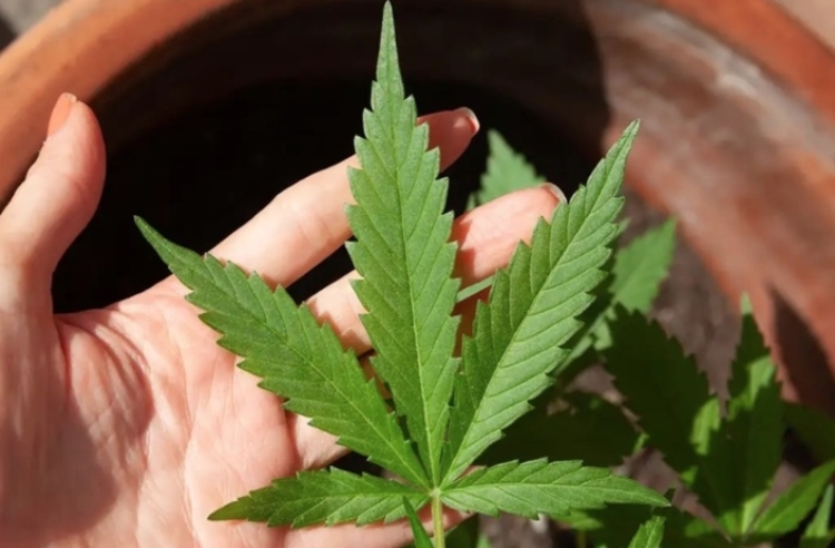 Foto: Reprodução/Pixabay