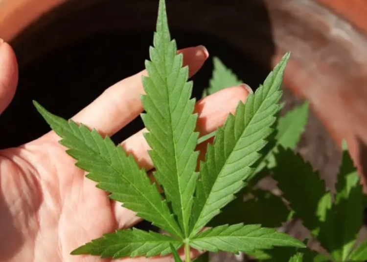 Foto: Reprodução/Pixabay