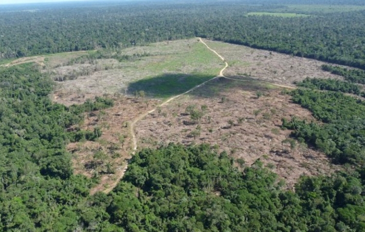 Foto: Divulgação/Ibama