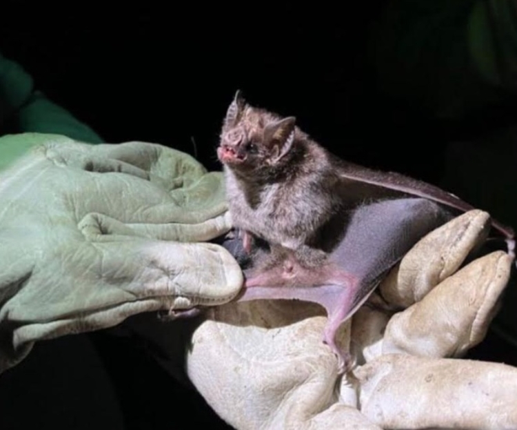 Foto: Divulgação/Adaf