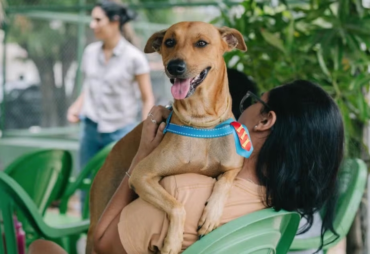 Cães — Foto: Divulgação
