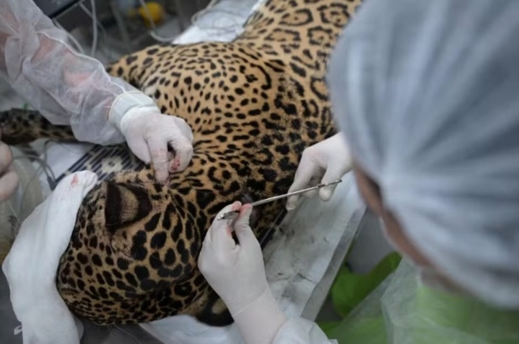Onça resgatada no Rio Negro passou por cirurgia nesta quinta-feira (2). — Foto: Divulgação