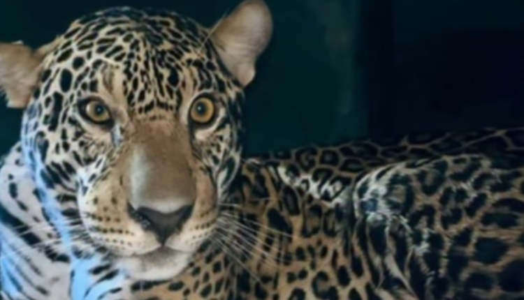 Foto: Reprodução/Instagram