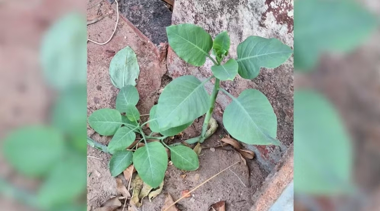 Foto: Divulgação/Corpo de Bombeiros