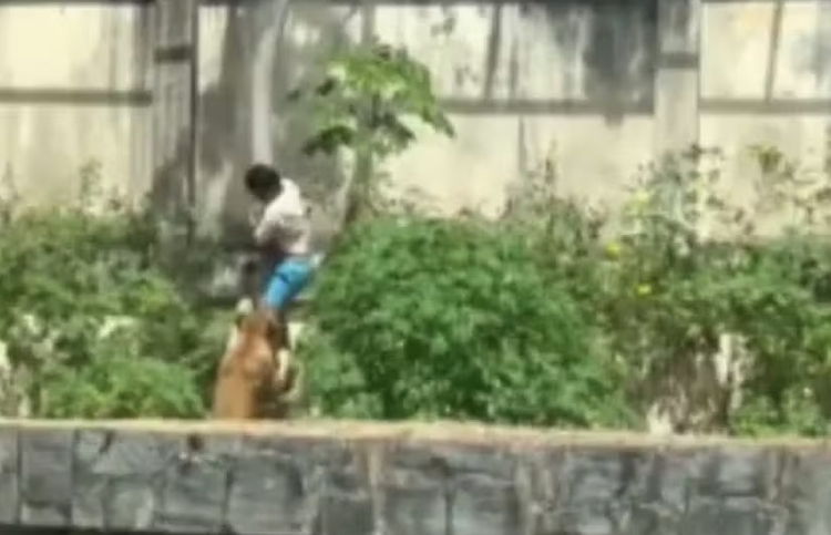 Homem morre após entrar em jaula de leoa em João Pessoa (PB) — Foto: Reprodução de vídeo