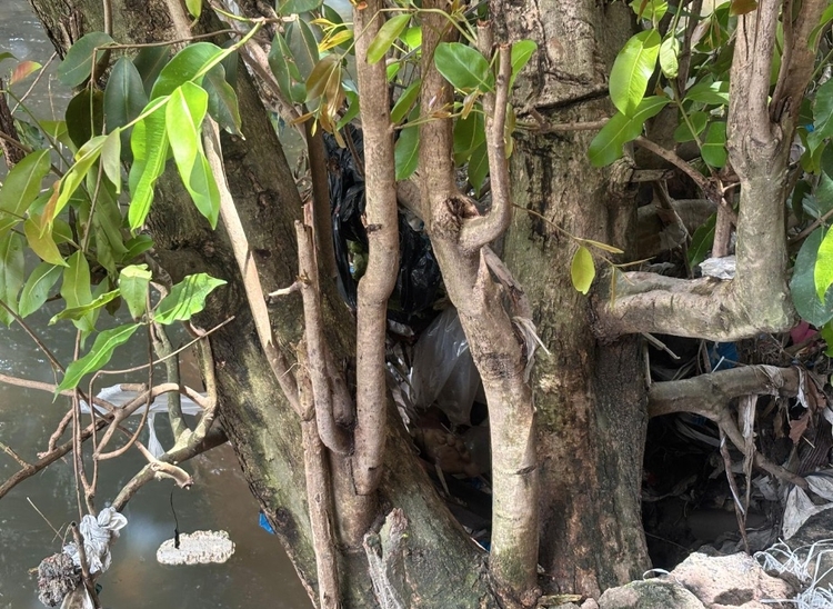 Foto: Jander Robson/Portal do Holanda