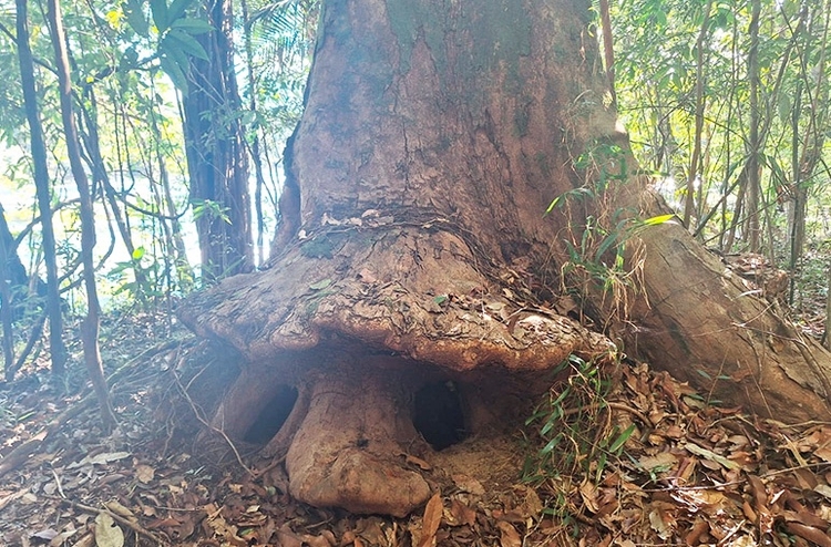 Foto: Cícero Furtado/Divulgação