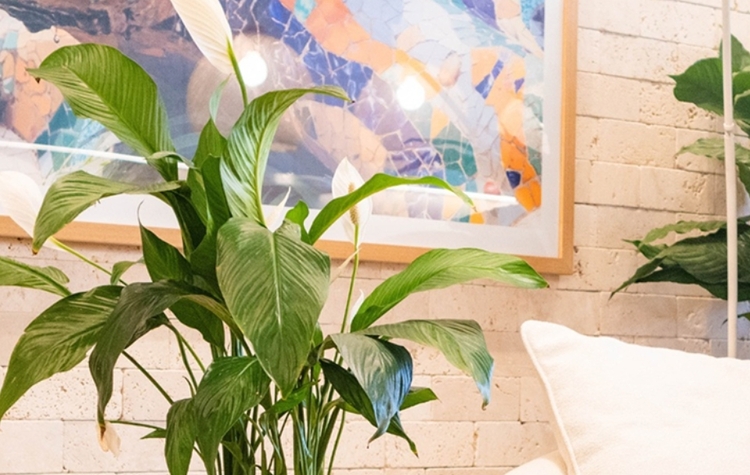 Lírio-da-paz. Foto: Divulgação