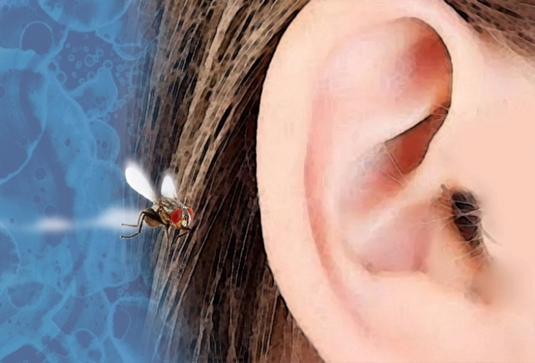 Inseto no ouvido? Saiba o que fazer se isso acontecer