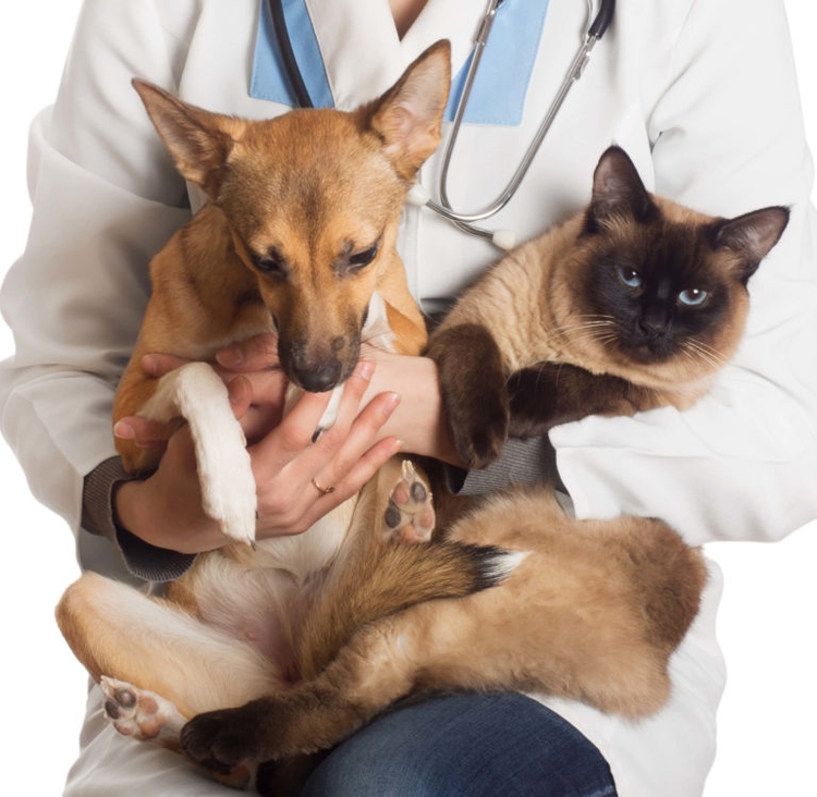 Atendimento também ocorrerá no interior - Foto: Divulgação Shutterstock