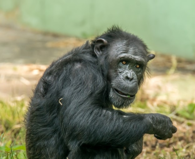 Foto: Ilustrativa Pexels