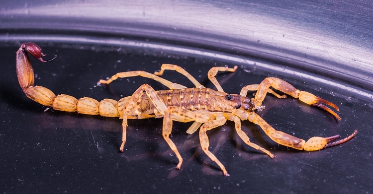 Aluno foi picado por escorpião durante Enem - Imagem: Ilustrativa/Pixabay