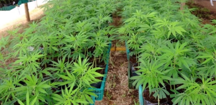 Folhas de cannabis, usadas para produzir maconha - Foto: Reprodução