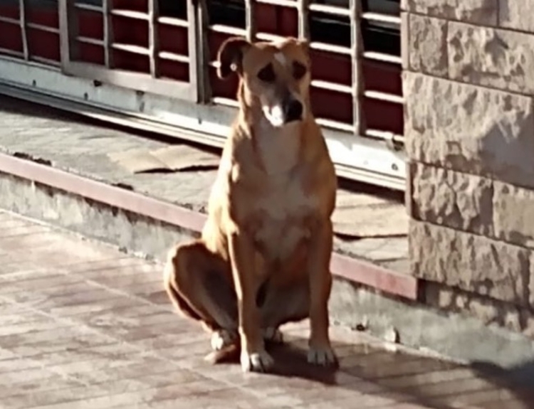 Cadela esperando dona - Foto: Reprodução / Twitter