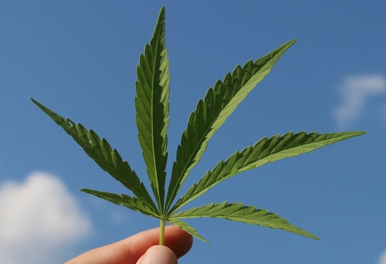 Cannabis autorizada na Argentina -Foto: Pixabay