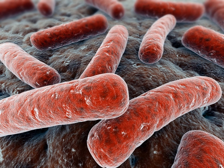 Bactéria ataca as articulações - Foto: Ilustrativa