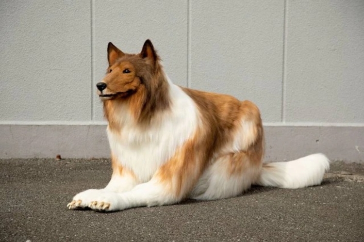 Japonês, que é apaixonado por cachorros, realiza sonho de se 'transformar' em cão da raça collie. Foto: Twitter/@zeppetJP