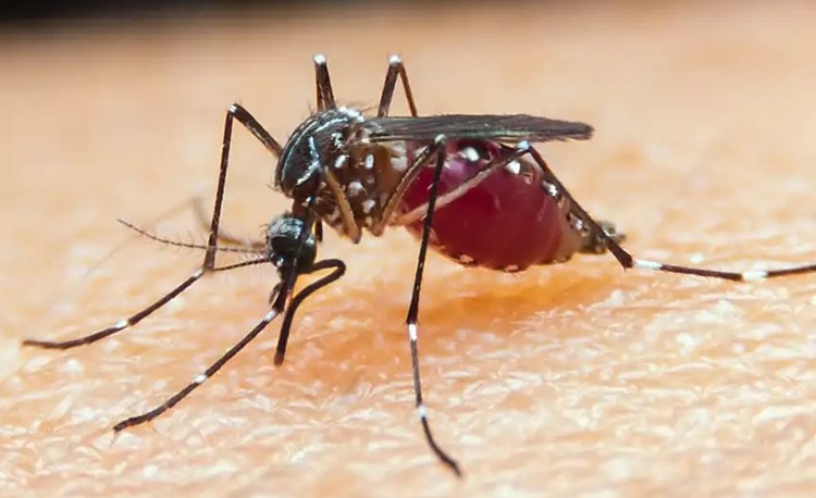 Foto: Prefeitura de Caraguatatuba