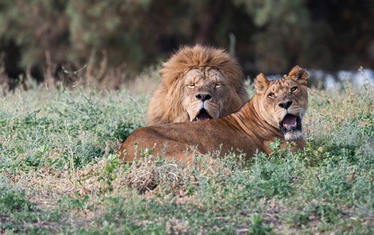 Foto: Ilustrativa / Animais apresentaram dificuldades respiratórias