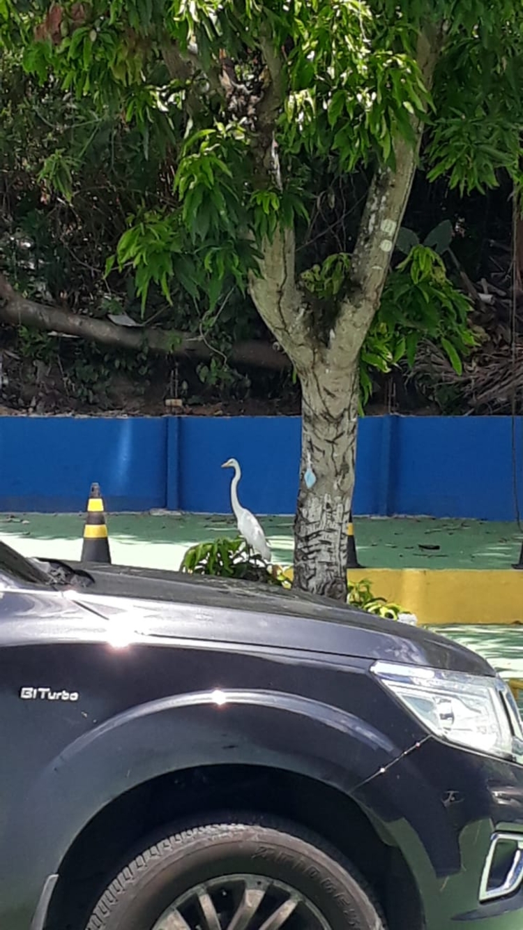 Pássaro visitou o estacionamento da redação na tarde desta segunda-feira (3). Foto: Divulgação