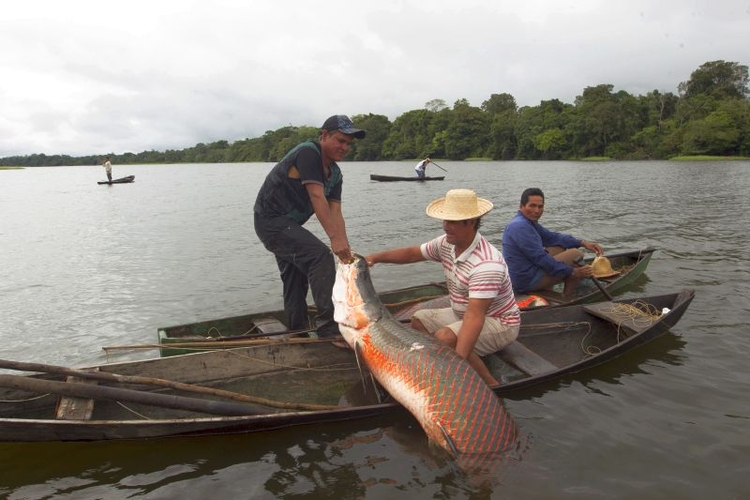 Atividades ligadas à bioeconomia vão ser tratadas no seminário - Foto: Divulgação/Secom AM