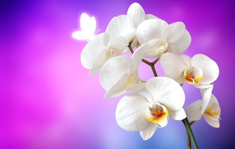 Foto: Ilustrativa Pixabay  / Orquídea