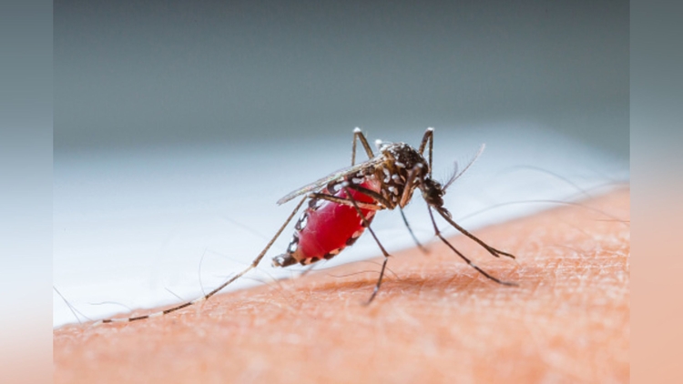Mosquito transmissor da Malária - Foto: Pixabay