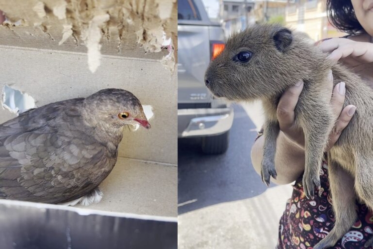 Foto: Divulgação/Ipaam