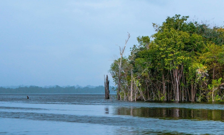Parque Nacional Jaú - Foto: Divulgação