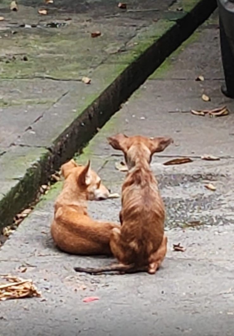 Foto: Divulgação / Dema