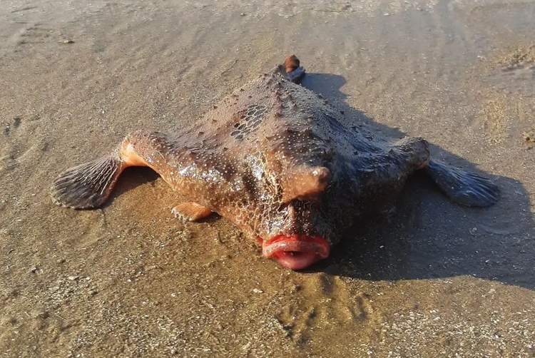 Peixe-morcego foi encontrado em Praia Grande, SP — Foto: Divulgação/Rema Forte