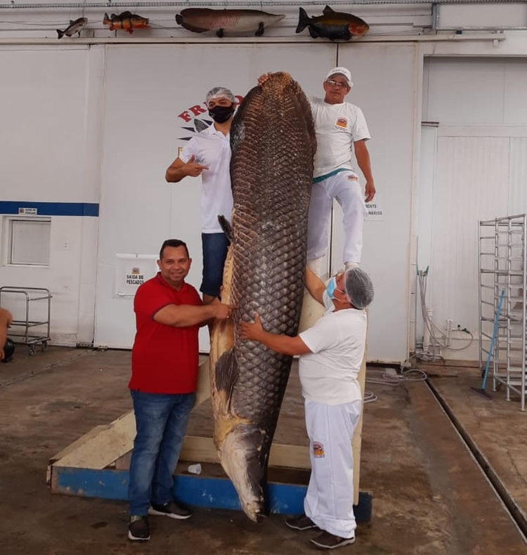Pirarucu gigante foi capturado por ribeirinhos - Imagem: Arquivo Pessoal