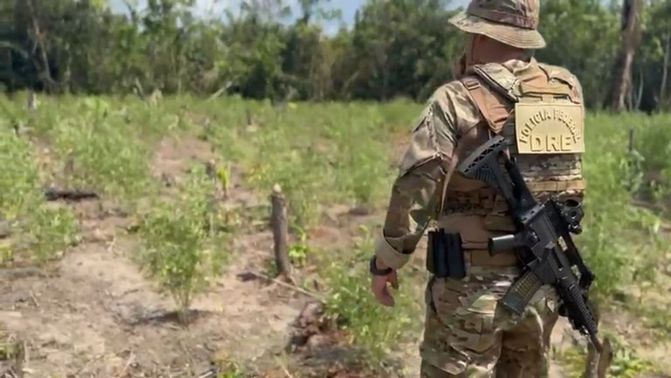 Plantio de maconha - Foto: Divulgação PF