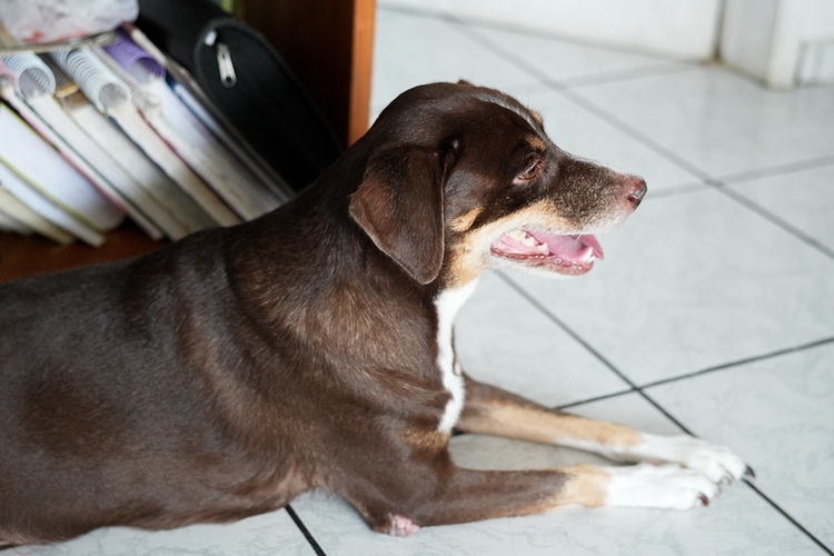 Foto: Leonardo Rabelo/Semsa