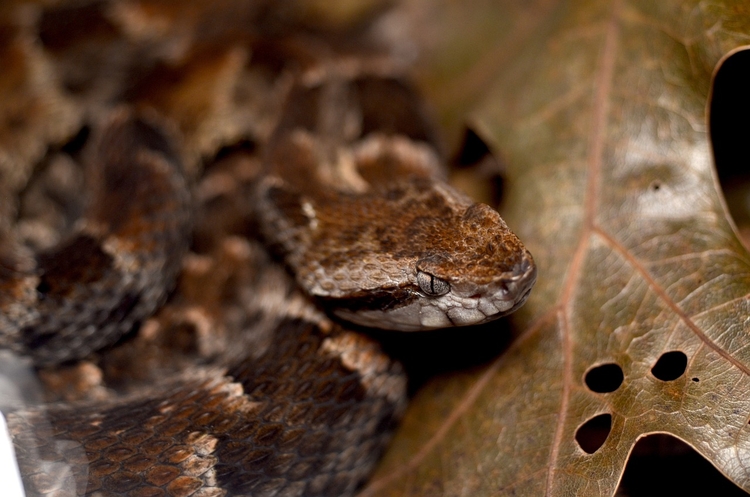Imagem ilustrativa de serpente do gênero Bothrops, que inclui espécies como a jararaca e a jararacussu.  tipo Foto: Pixabay