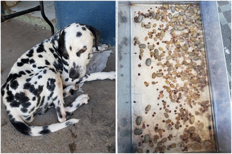 Centenas de carrapatos foram retirados de animal resgatado em Guarujá — Foto: Divulgação/Canil Municipal de Guarujá